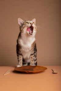 hôtel pour chats Entrechats