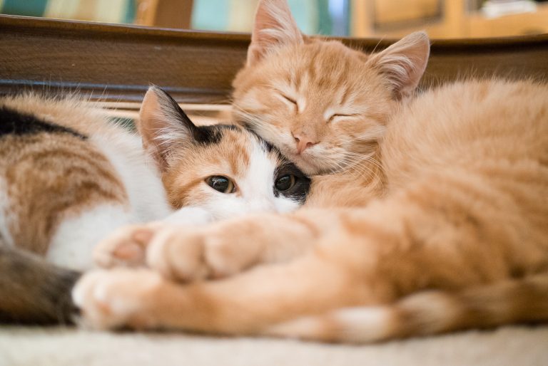 Hôtel pour chats & Pension féline à contes