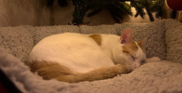 Hôtel pour chats & Pension féline à contes